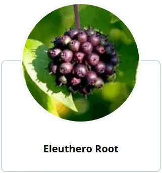 Enki Elixir Eleuthero Root