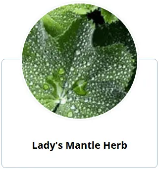 Enki Elixir Lady’s Mantle Herb