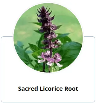 Enki Elixir Sacred Licorice Root